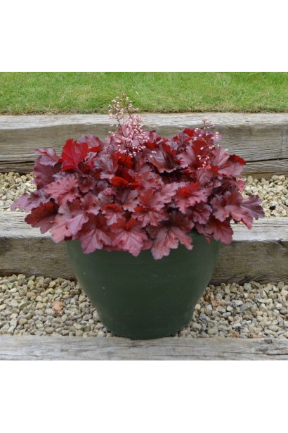 Гейхера гибридная Форевер Ред в горшке